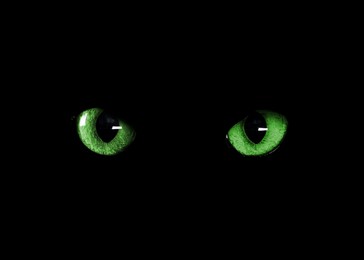 Image of Bright green cat eyes visible in darkness. Halloween vibe