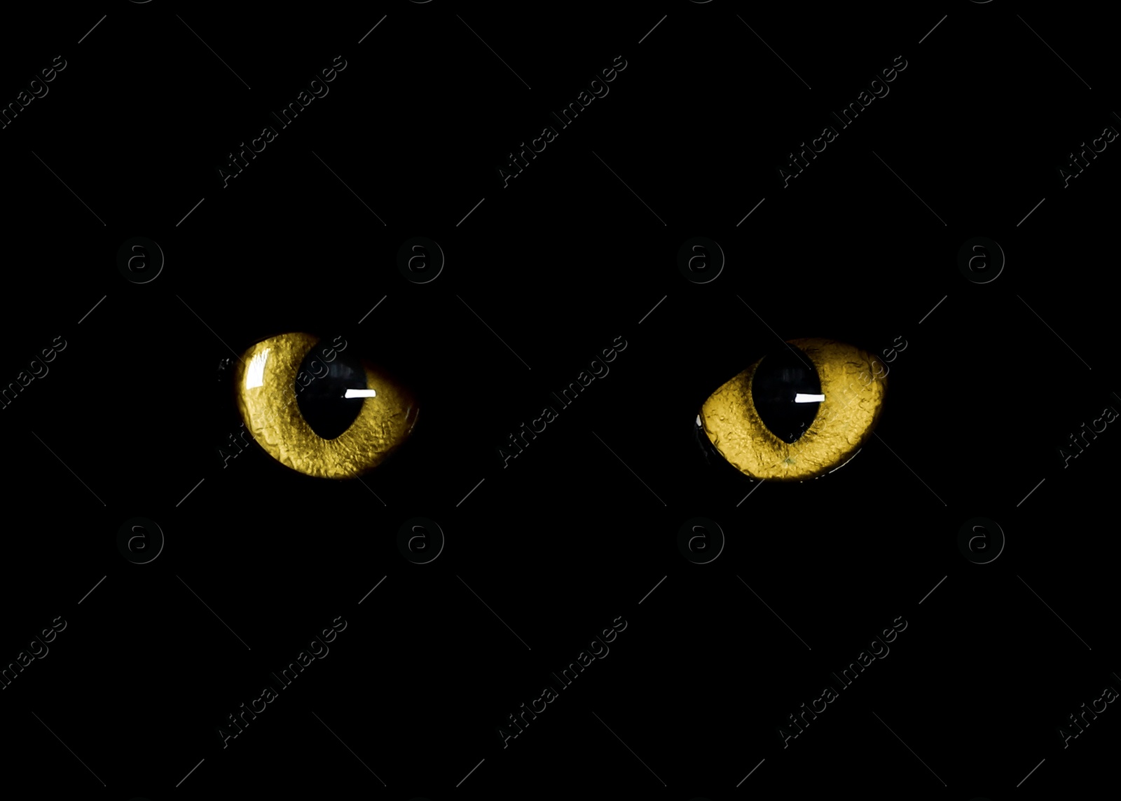 Image of Golden cat eyes visible in darkness. Halloween vibe