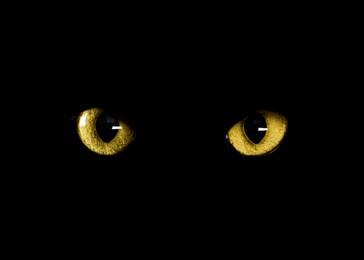 Image of Golden cat eyes visible in darkness. Halloween vibe