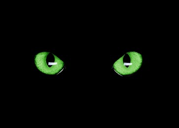 Image of Bright green cat eyes visible in darkness. Halloween vibe