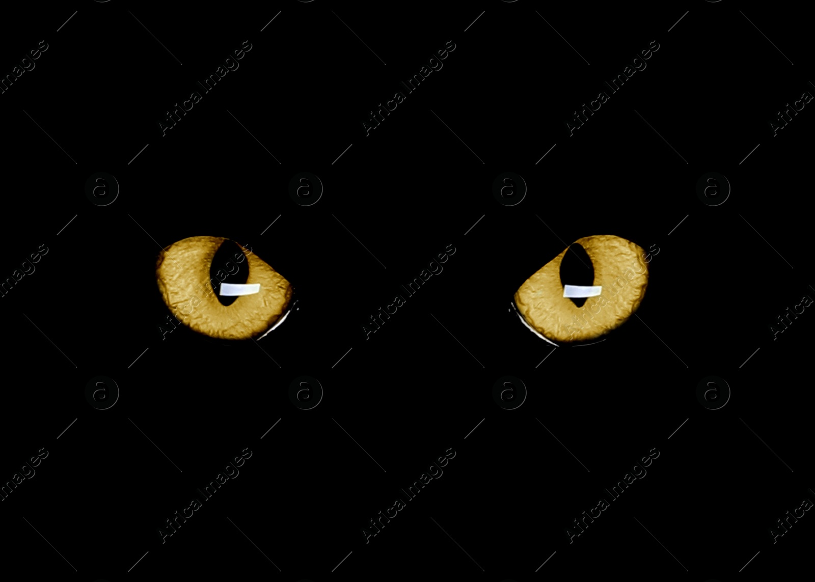 Image of Golden cat eyes visible in darkness. Halloween vibe