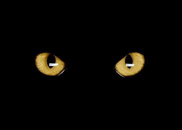 Image of Golden cat eyes visible in darkness. Halloween vibe