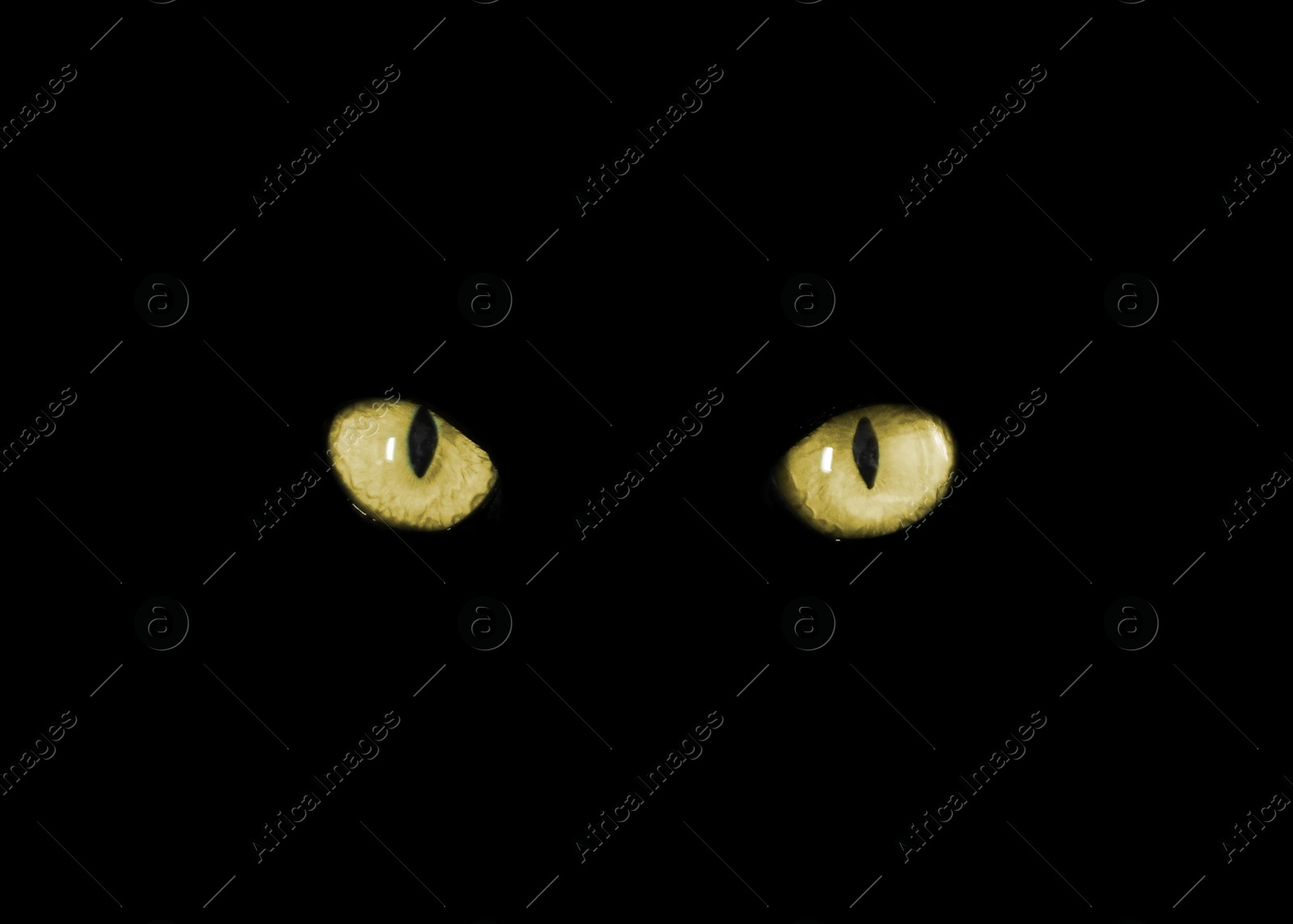 Image of Golden cat eyes visible in darkness. Halloween vibe