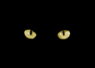 Image of Golden cat eyes visible in darkness. Halloween vibe