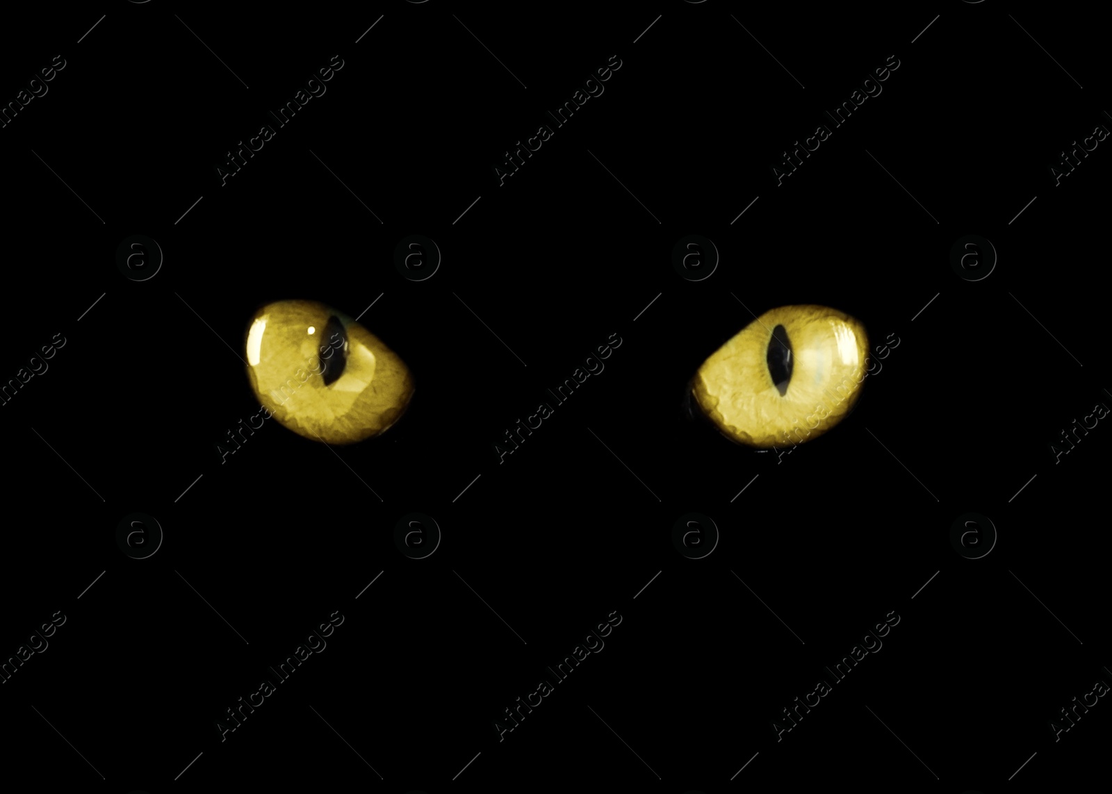 Image of Golden cat eyes visible in darkness. Halloween vibe