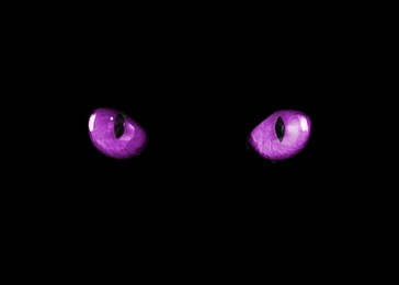 Image of Bright violet cat eyes visible in darkness. Halloween vibe