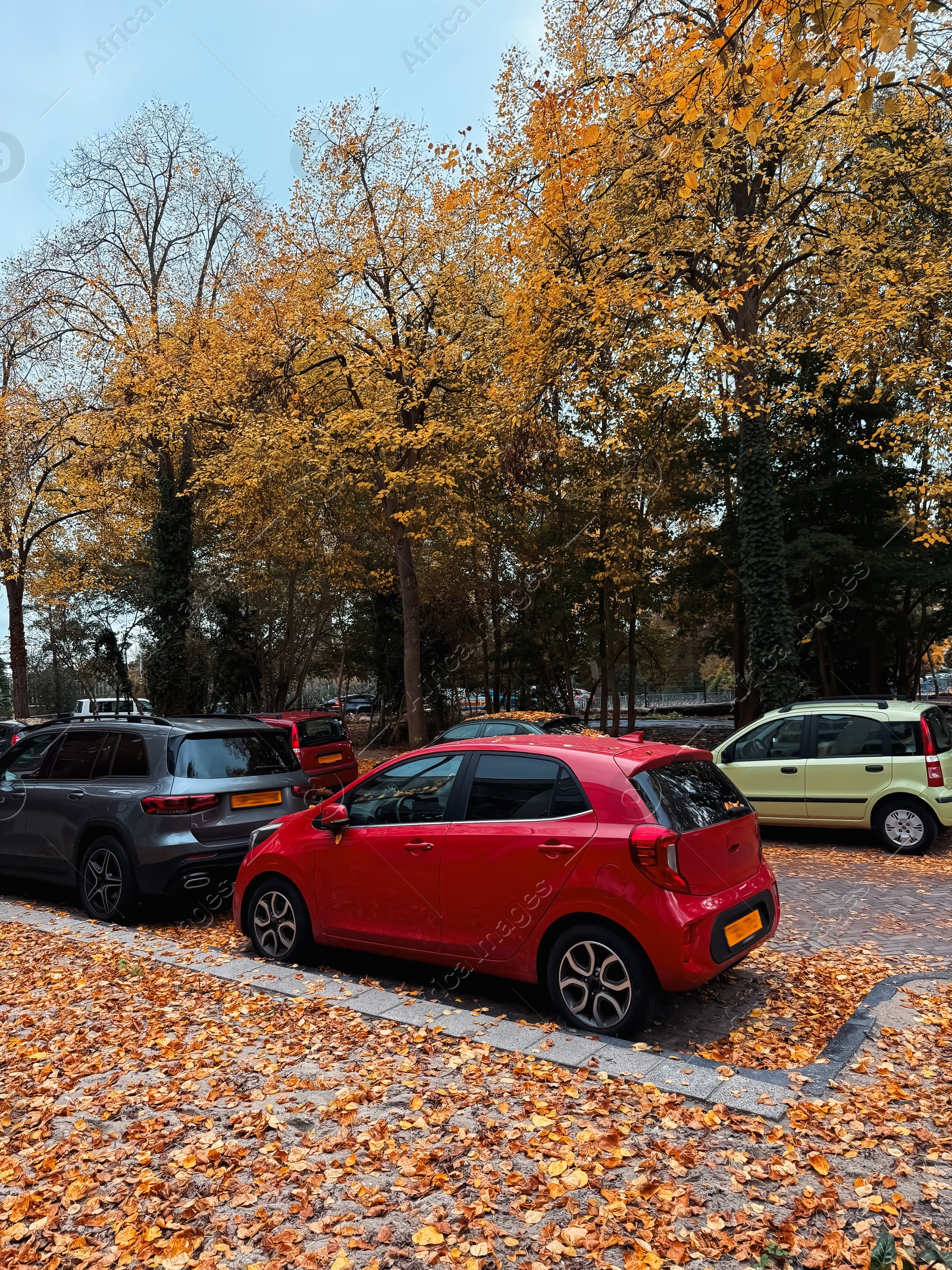 Photo of View of street with parked cars and dry fallen leaves on autumn day
