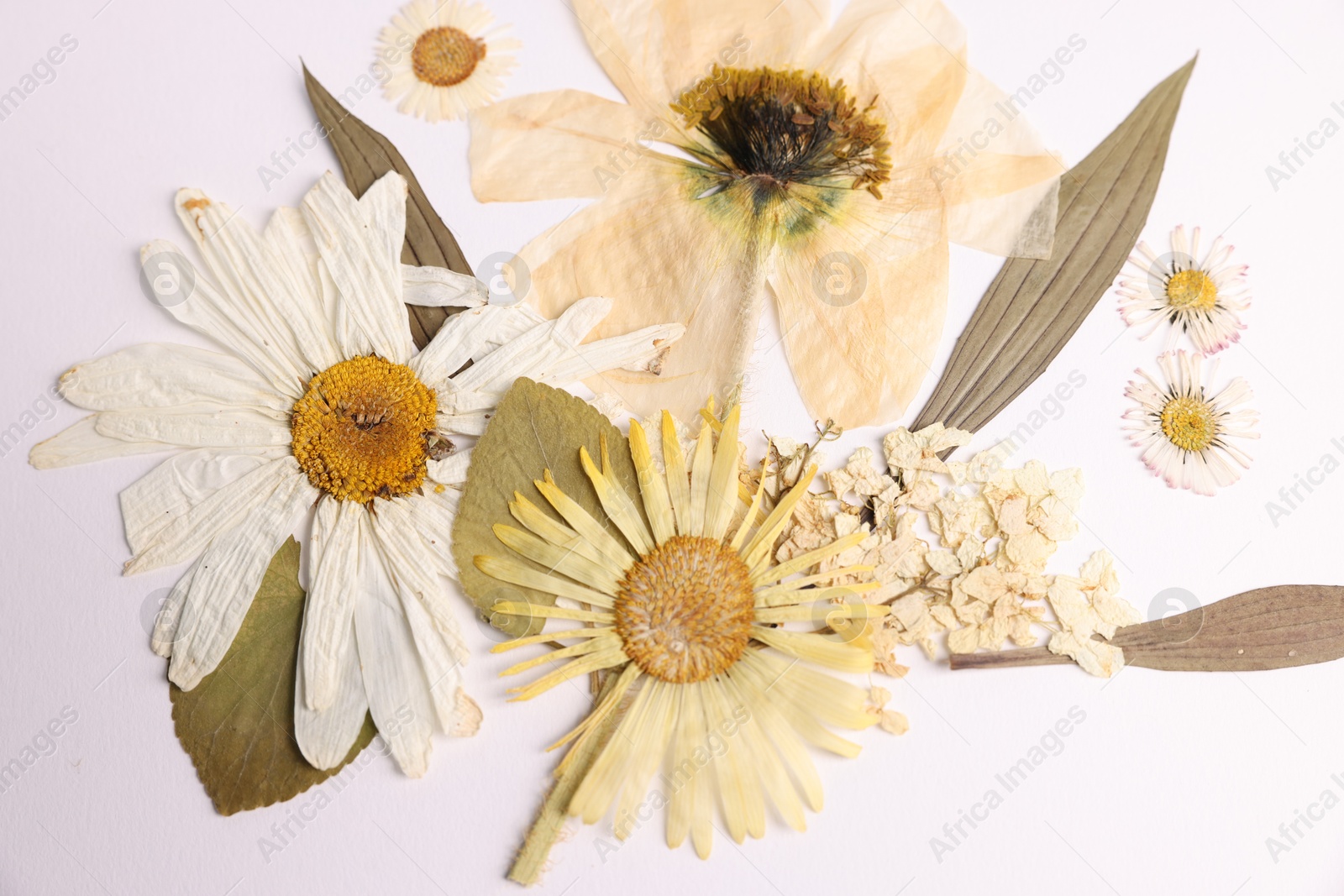 Photo of Beautiful dry flowers on white background, flat lay
