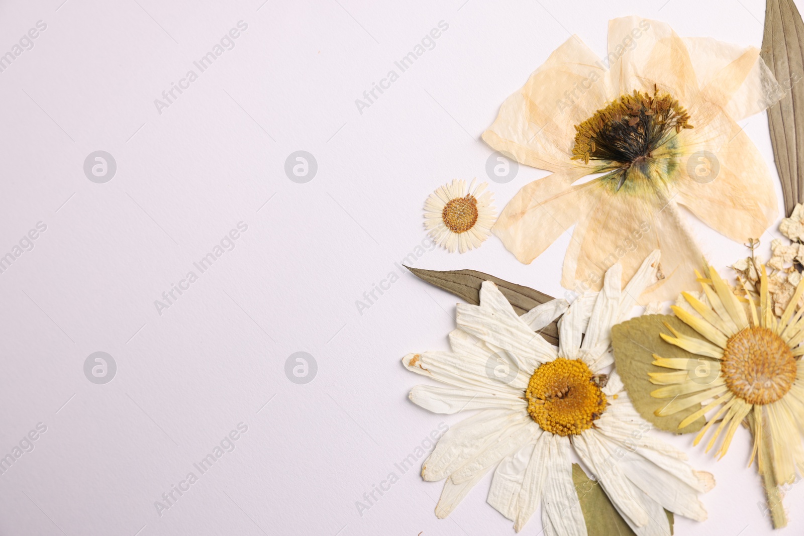 Photo of Beautiful dry flowers on white background, flat lay