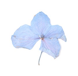 Photo of Beautiful dry hydrangea flower isolated on white, top view