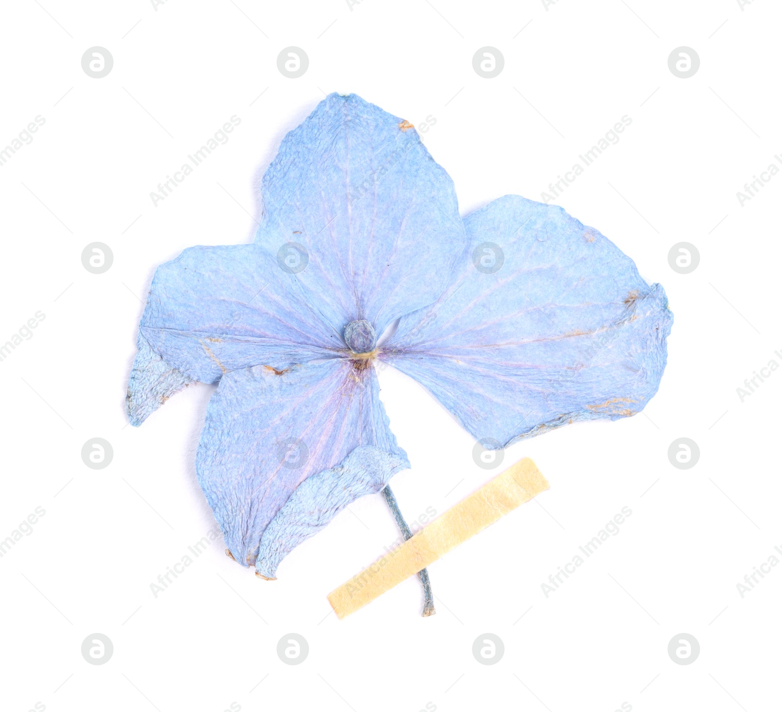 Photo of Beautiful dry hydrangea flower with adhesive tape isolated on white, top view