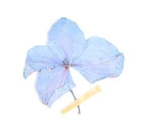Photo of Beautiful dry hydrangea flower with adhesive tape isolated on white, top view
