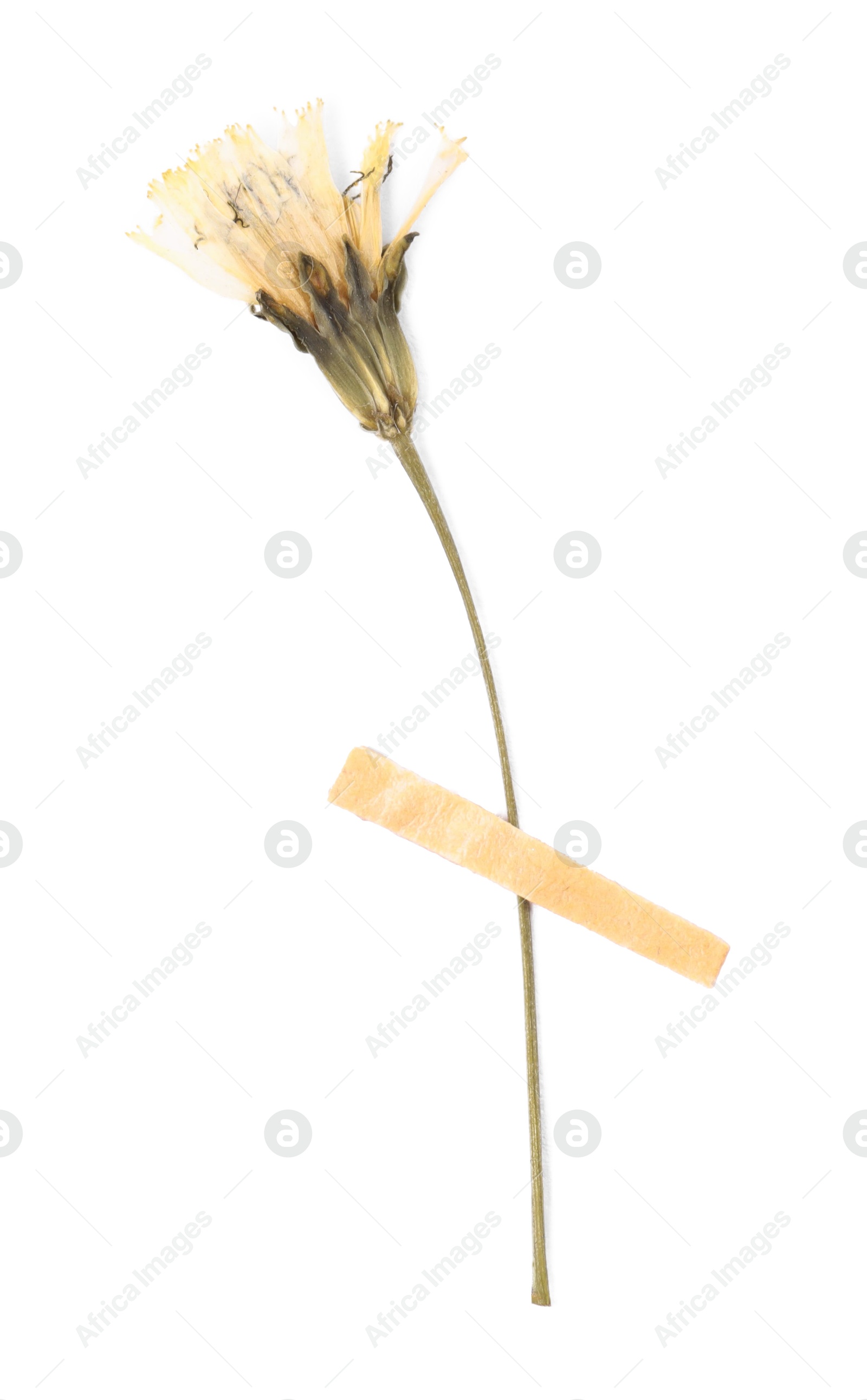Photo of Beautiful dry dandelion flower with adhesive tape isolated on white, top view