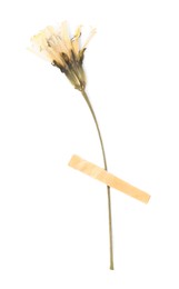 Photo of Beautiful dry dandelion flower with adhesive tape isolated on white, top view