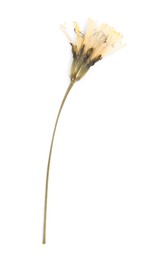 Photo of Beautiful dry dandelion flower isolated on white, top view