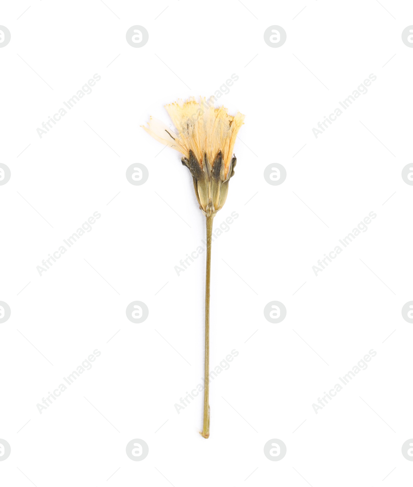 Photo of Beautiful dry dandelion flower isolated on white, top view
