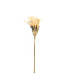 Photo of Beautiful dry dandelion flower isolated on white, top view