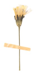 Photo of Beautiful dry dandelion flower with adhesive tape isolated on white, top view