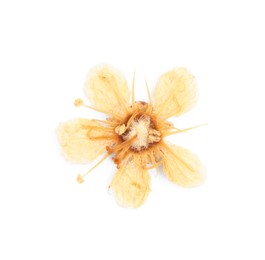 Photo of Beautiful dry ninebark flower isolated on white, top view