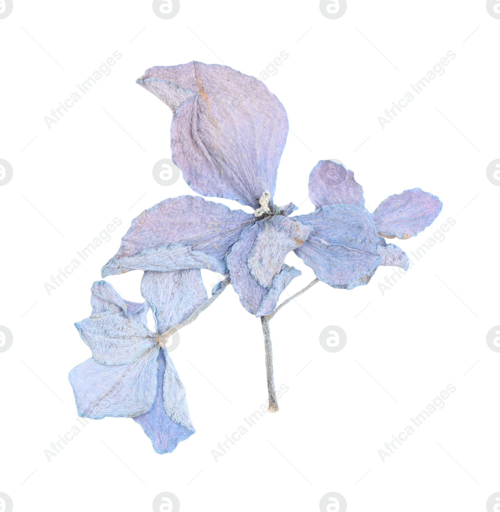 Photo of Beautiful dry hydrangea flowers isolated on white, top view