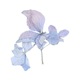 Photo of Beautiful dry hydrangea flowers isolated on white, top view