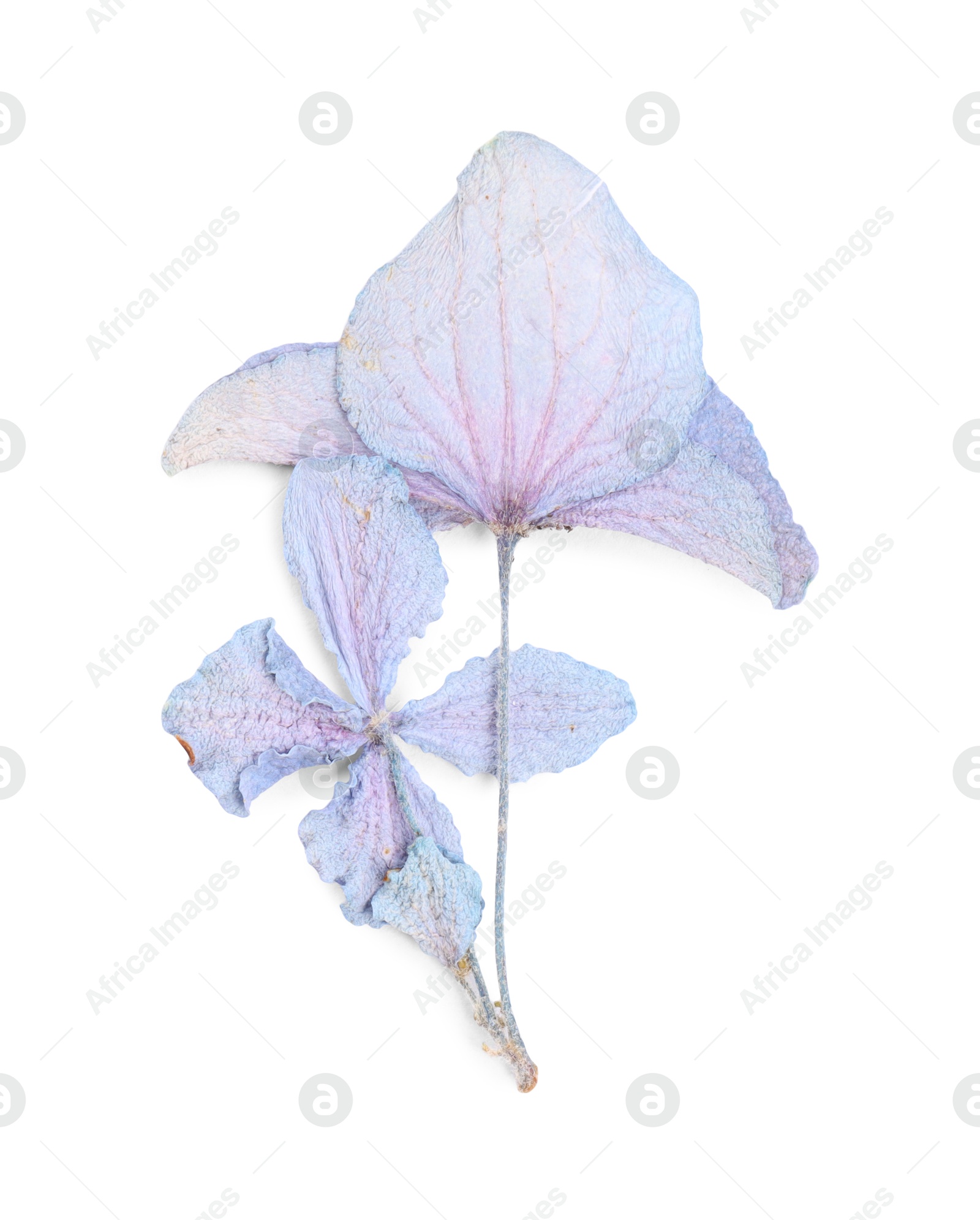 Photo of Beautiful dry hydrangea flowers isolated on white, top view