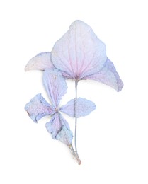 Photo of Beautiful dry hydrangea flowers isolated on white, top view