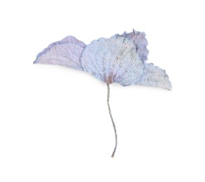 Photo of Beautiful dry hydrangea flower isolated on white, top view