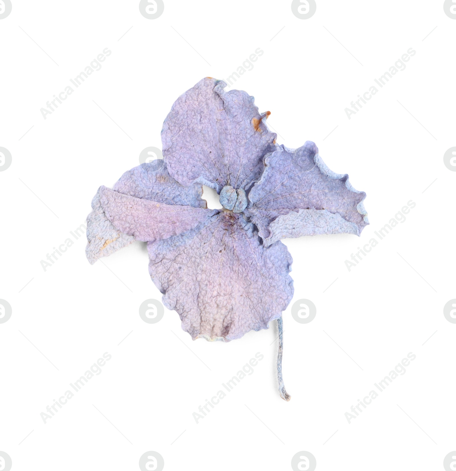 Photo of Beautiful dry hydrangea flower isolated on white, top view