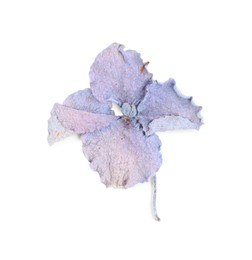 Photo of Beautiful dry hydrangea flower isolated on white, top view