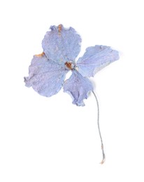 Photo of Beautiful dry hydrangea flower isolated on white, top view
