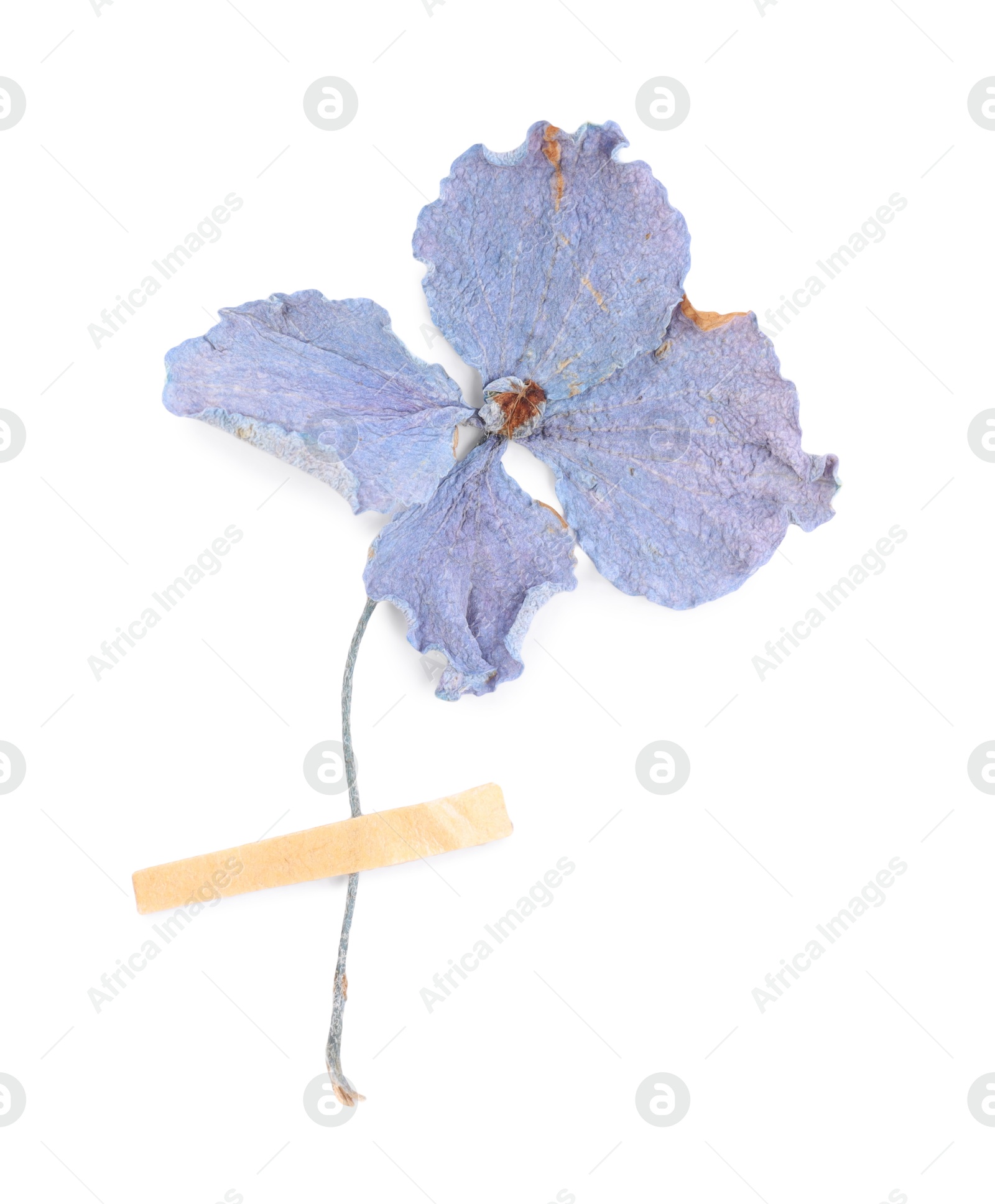 Beautiful dry hydrangea flower with adhesive tape isolated on white, top view Photo of Beautiful dry hydrangea flower with adhesive tape isolated on white, top view