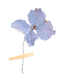 Photo of Beautiful dry hydrangea flower with adhesive tape isolated on white, top view