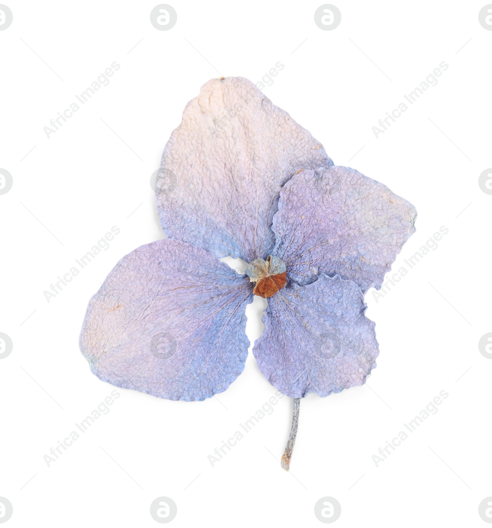 Photo of Beautiful dry hydrangea flower isolated on white, top view