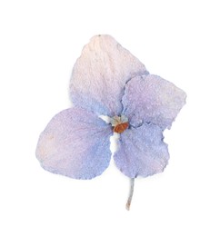 Photo of Beautiful dry hydrangea flower isolated on white, top view