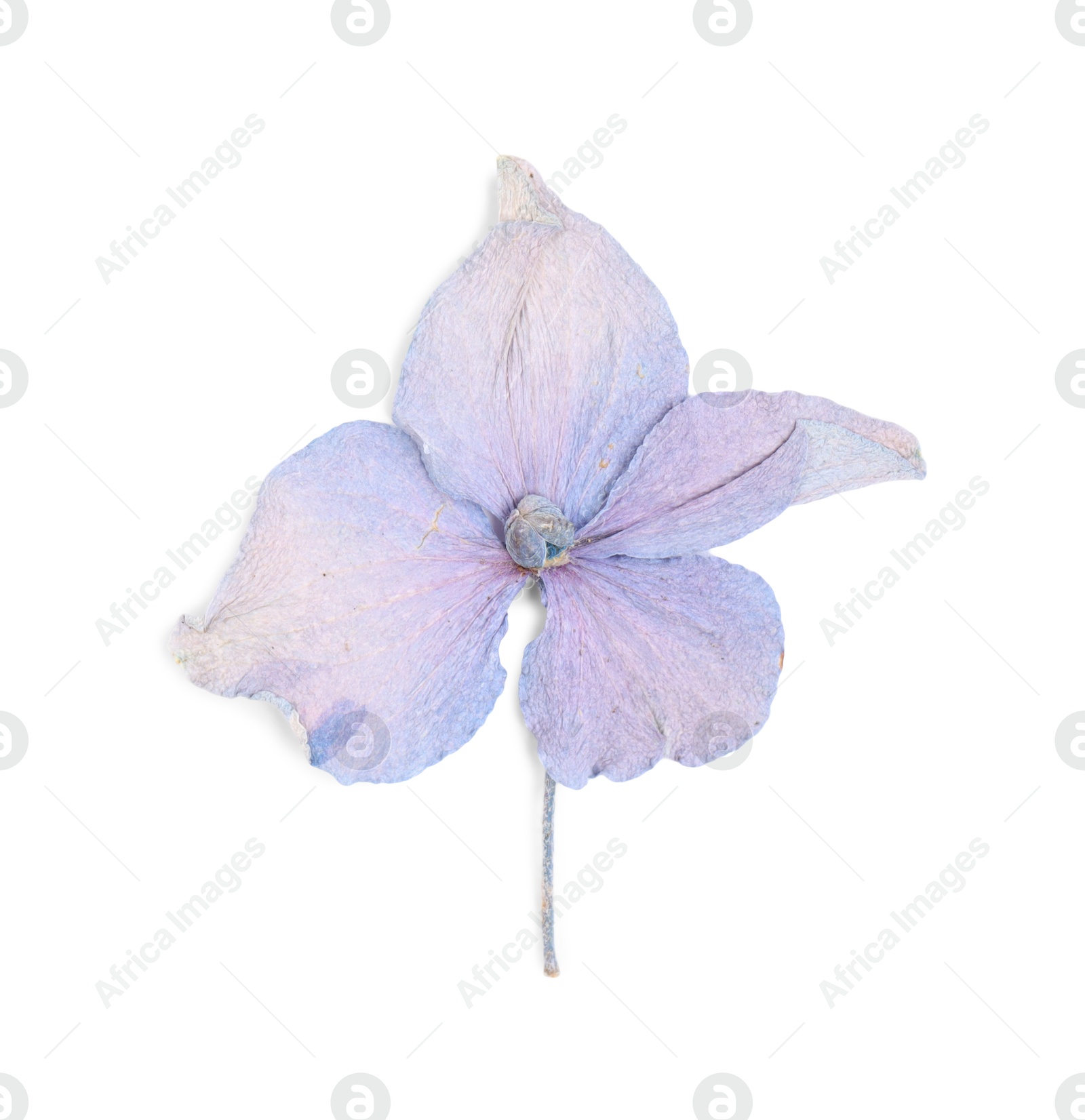 Photo of Beautiful dry hydrangea flower isolated on white, top view