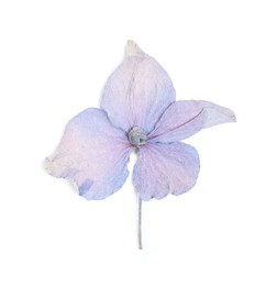 Photo of Beautiful dry hydrangea flower isolated on white, top view
