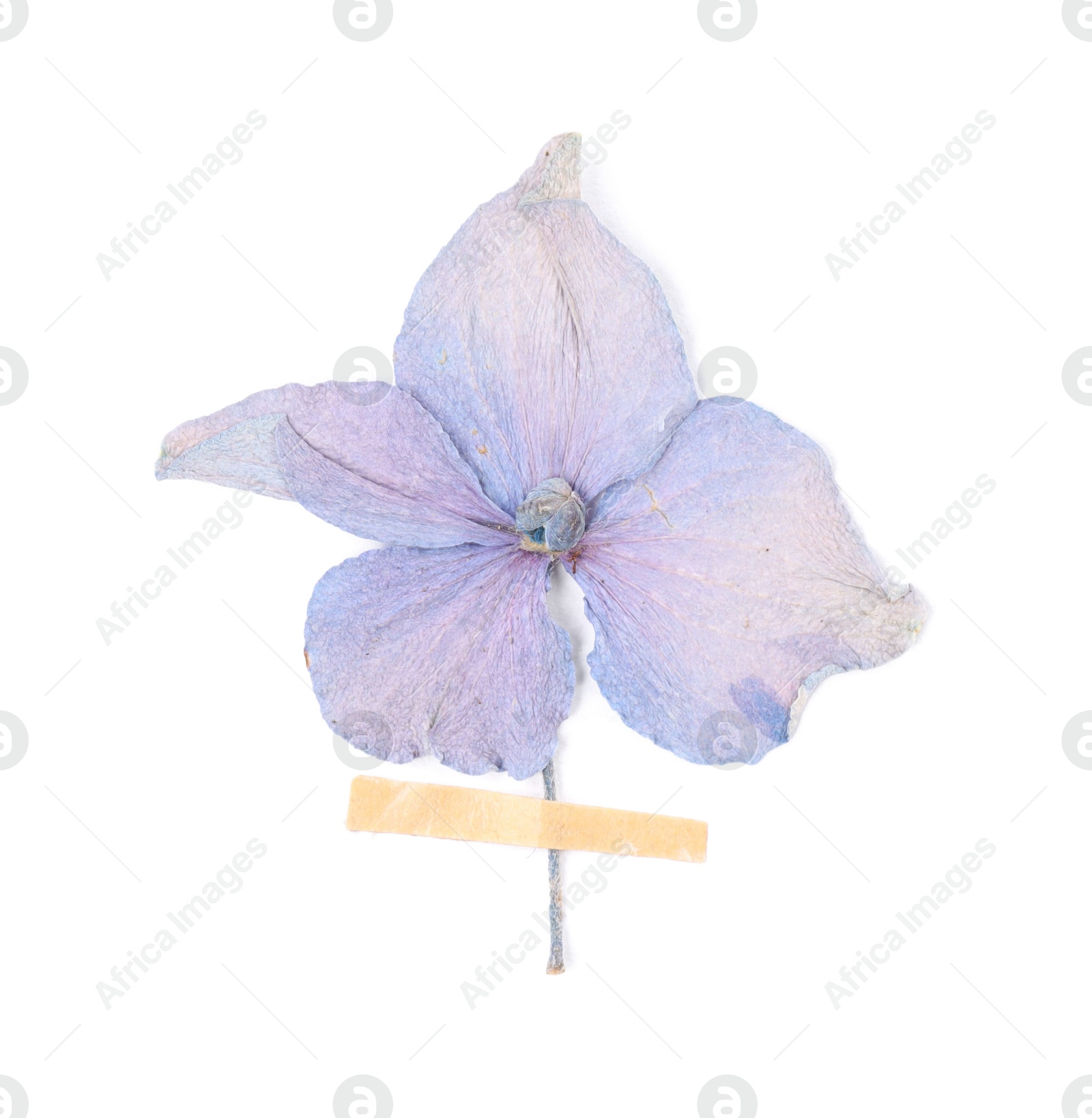 Photo of Beautiful dry hydrangea flower with adhesive tape isolated on white, top view