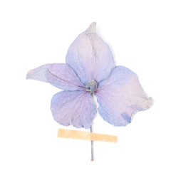 Photo of Beautiful dry hydrangea flower with adhesive tape isolated on white, top view