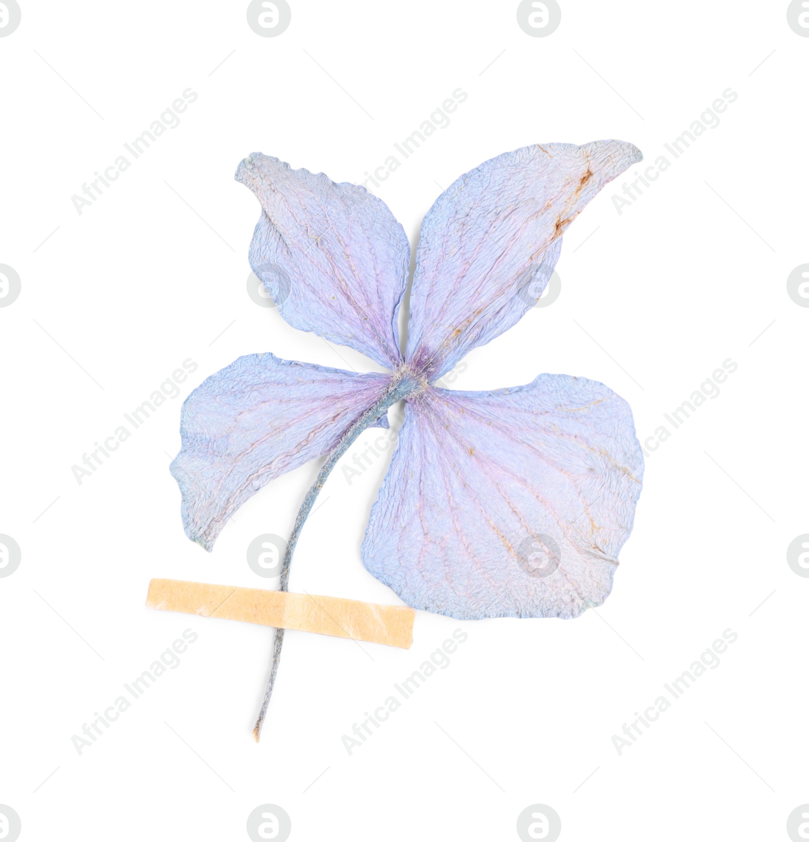 Photo of Beautiful dry hydrangea flower with adhesive tape isolated on white, top view