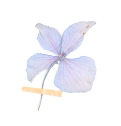 Photo of Beautiful dry hydrangea flower with adhesive tape isolated on white, top view