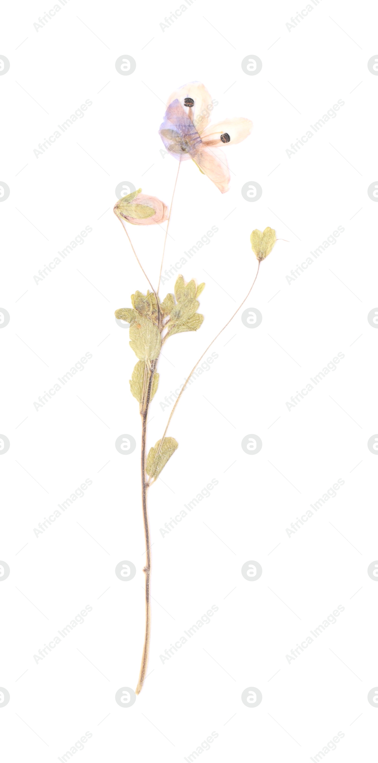 Photo of Beautiful dry veronica flower isolated on white, top view