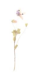 Photo of Beautiful dry veronica flower isolated on white, top view