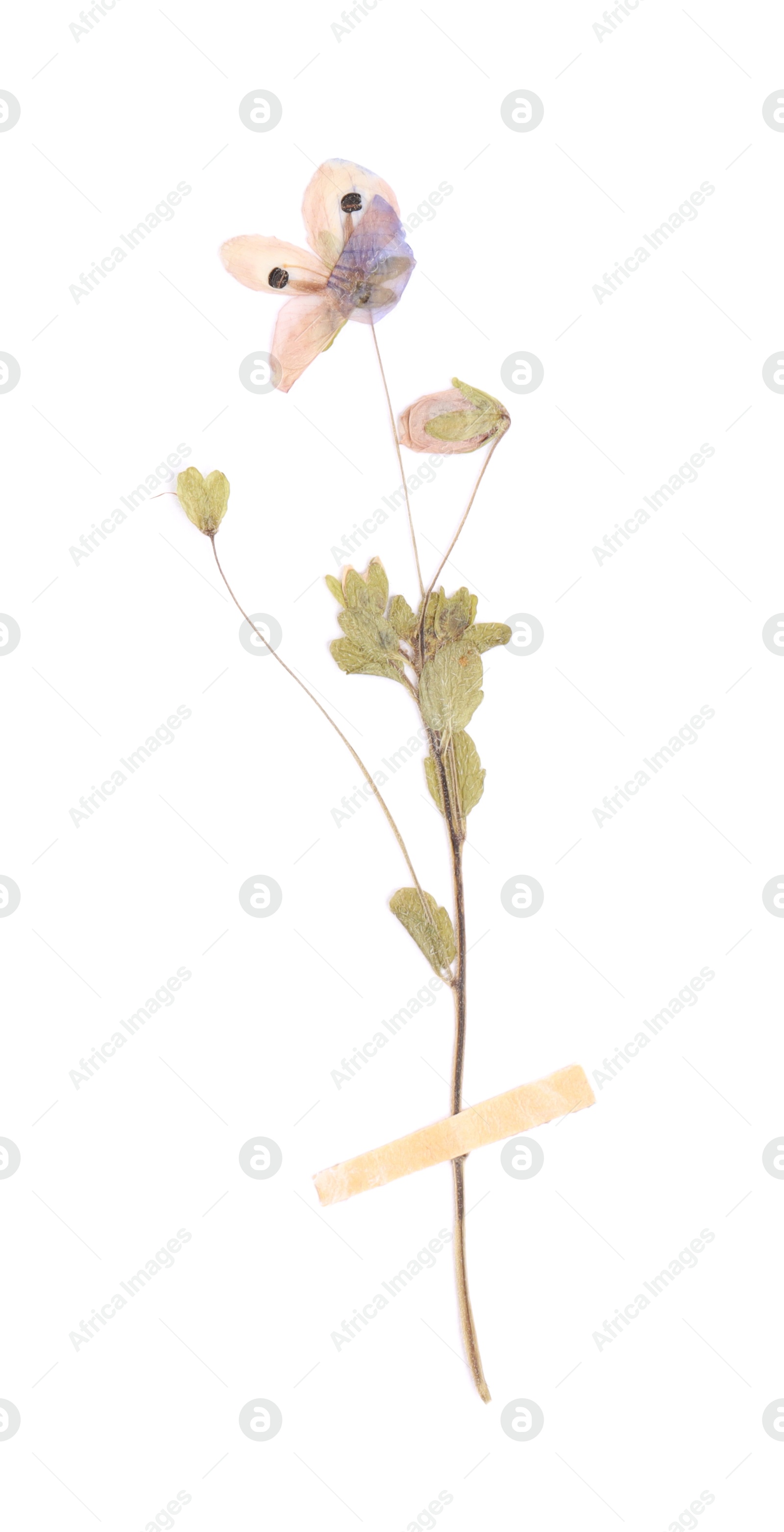 Photo of Beautiful dry veronica flower with adhesive tape isolated on white, top view