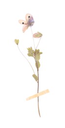 Photo of Beautiful dry veronica flower with adhesive tape isolated on white, top view