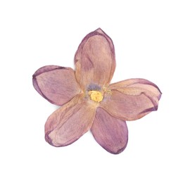 Photo of Beautiful dry lilac flower isolated on white, top view