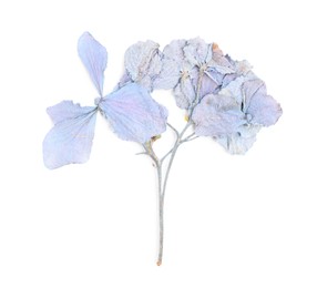 Photo of Beautiful dry hydrangea flowers isolated on white, top view