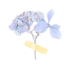 Photo of Beautiful dry hydrangea flowers with adhesive tape isolated on white, top view