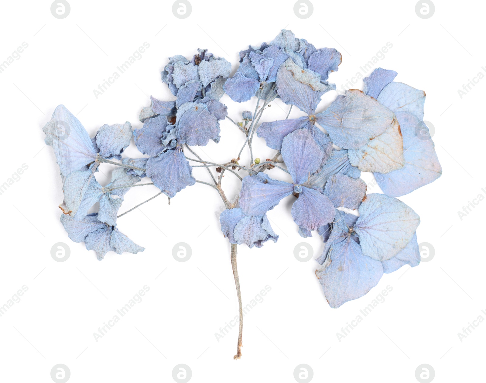 Photo of Beautiful dry hydrangea flowers isolated on white, top view