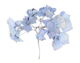 Photo of Beautiful dry hydrangea flowers isolated on white, top view